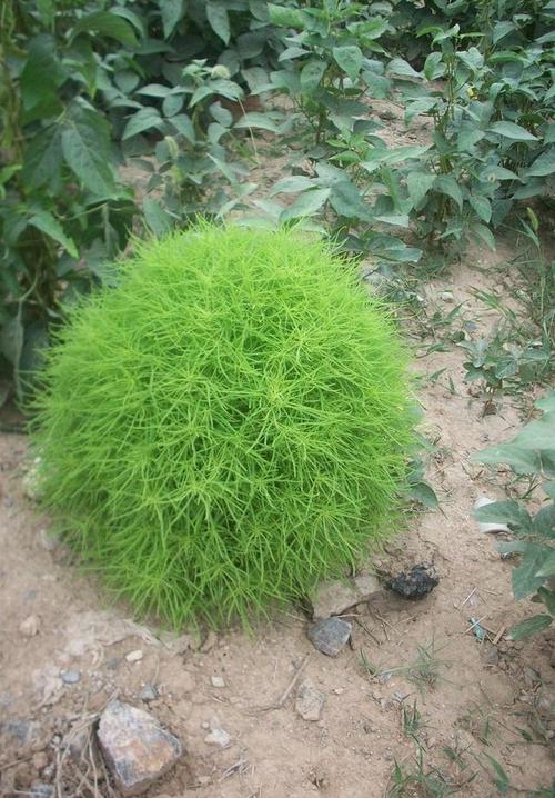 扫帚菜的吃法,扫帚菜10种最佳吃法?-第4张图片-优品飞百科 扫帚菜的吃法,扫帚菜10种最佳吃法?-第4张图片-优品飞百科