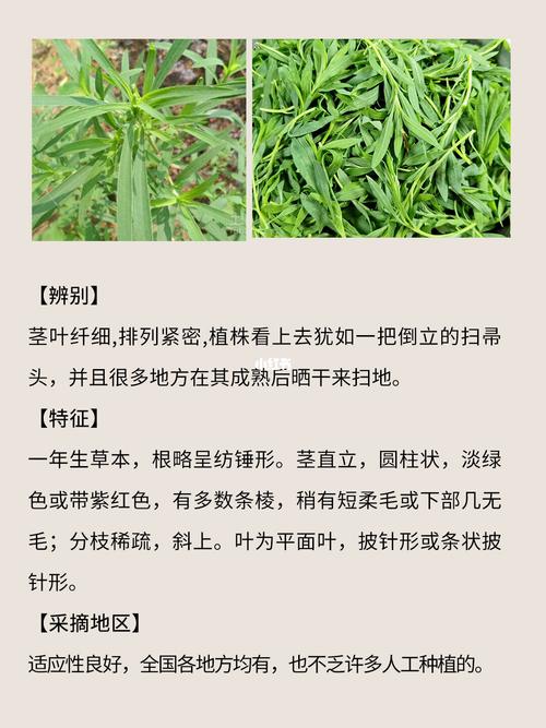 扫帚菜的吃法,扫帚菜10种最佳吃法?-第6张图片-优品飞百科 扫帚菜的吃法,扫帚菜10种最佳吃法?-第6张图片-优品飞百科