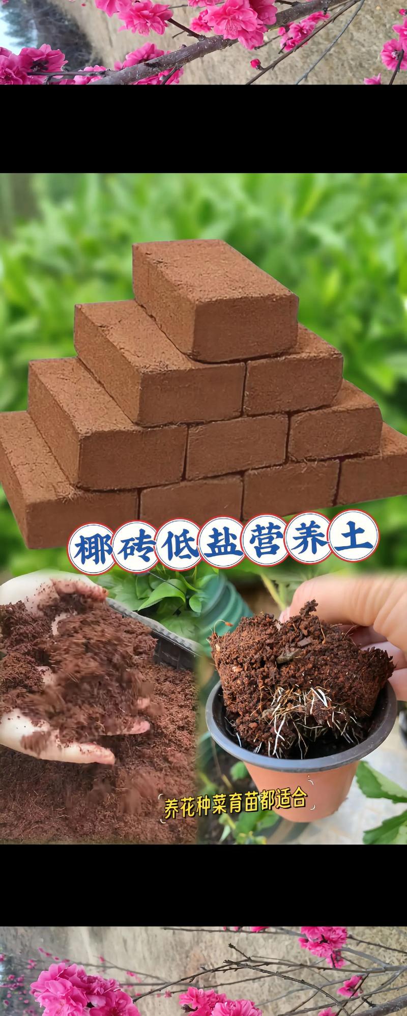 椰糠砖的正确使用方法,怎么配土?椰糠砖可以直接使用吗?-第6张图片-优品飞百科 椰糠砖的正确使用方法,怎么配土?椰糠砖可以直接使用吗?-第6张图片-优品飞百科