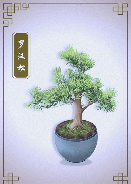 罗汉松适合室内养吗,罗汉松室内养还是室外养-第2张图片-优品飞百科 罗汉松适合室内养吗,罗汉松室内养还是室外养-第2张图片-优品飞百科