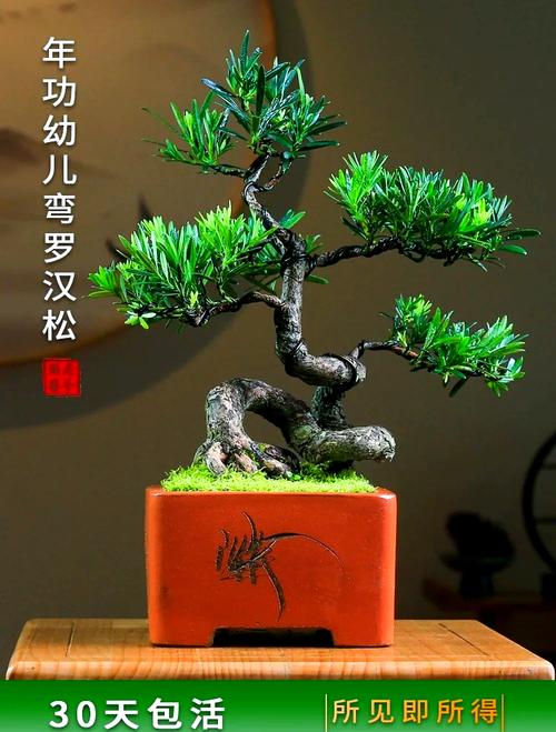 罗汉松适合室内养吗,罗汉松室内养还是室外养-第3张图片-优品飞百科 罗汉松适合室内养吗,罗汉松室内养还是室外养-第3张图片-优品飞百科