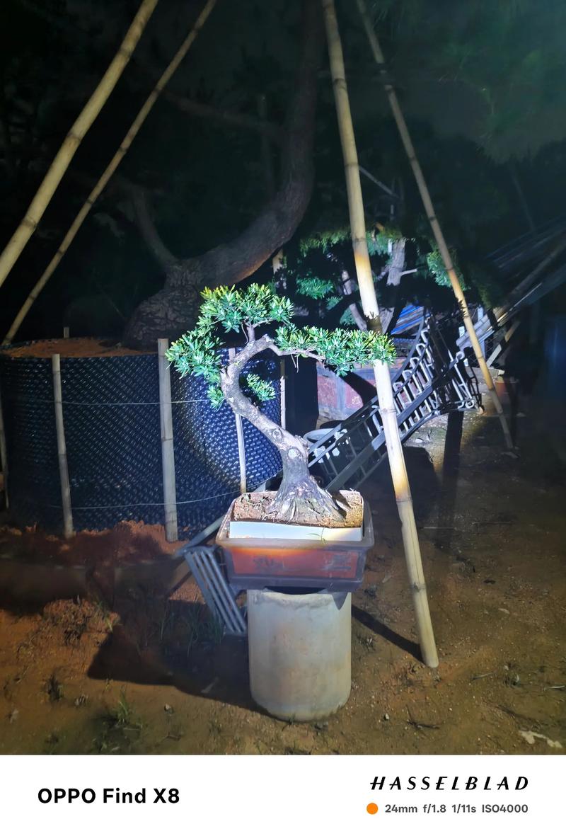 罗汉松适合室内养吗,罗汉松室内养还是室外养-第4张图片-优品飞百科 罗汉松适合室内养吗,罗汉松室内养还是室外养-第4张图片-优品飞百科