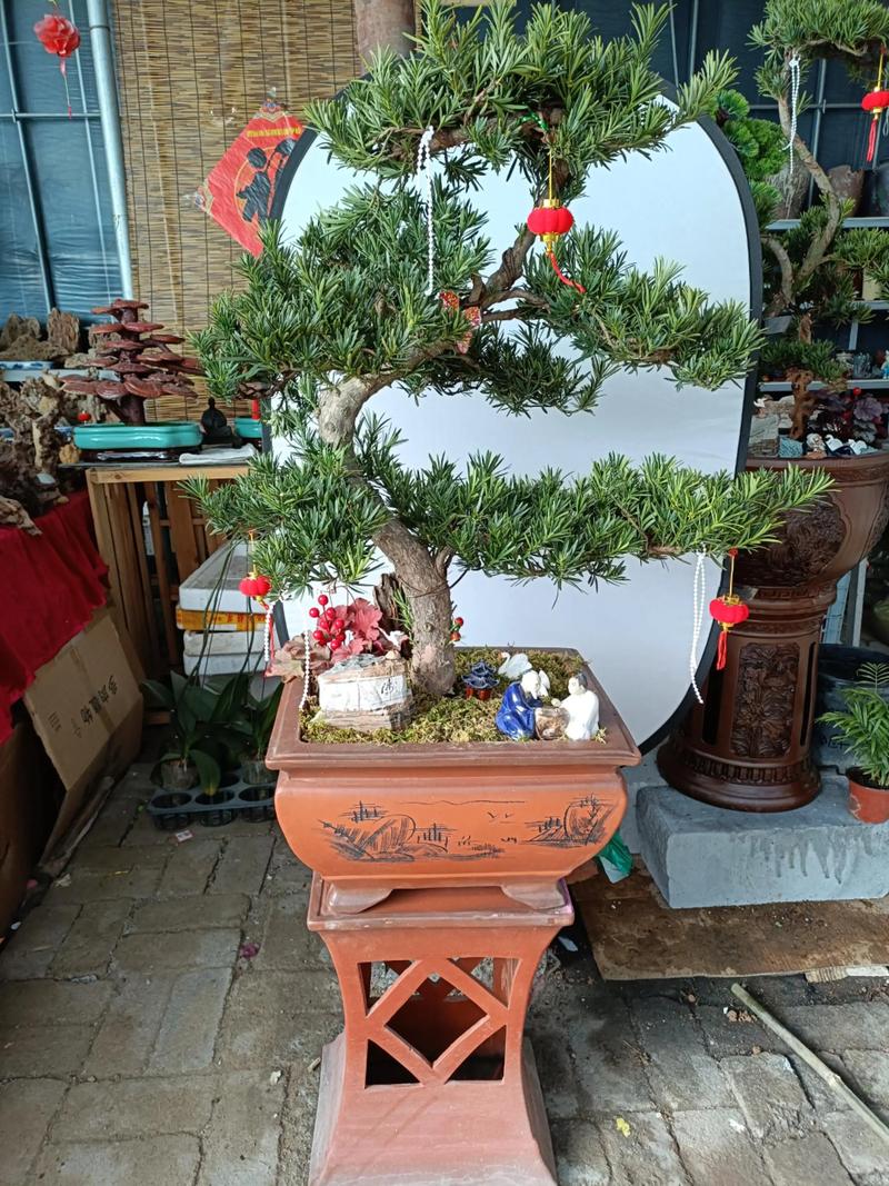 罗汉松适合室内养吗,罗汉松室内养还是室外养-第5张图片-优品飞百科 罗汉松适合室内养吗,罗汉松室内养还是室外养-第5张图片-优品飞百科