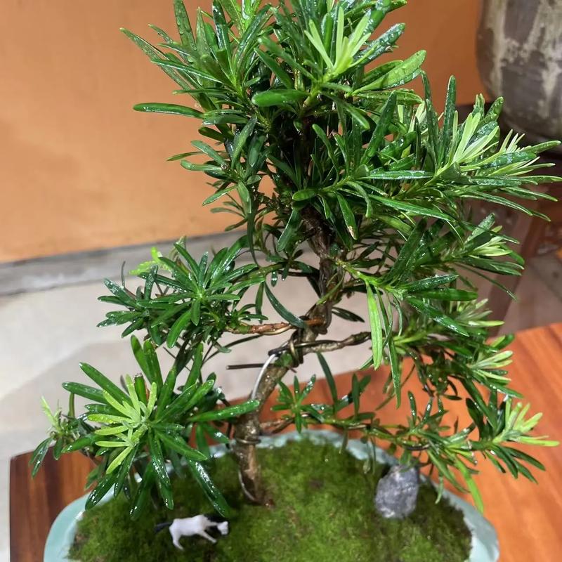 罗汉松适合室内养吗,罗汉松室内养还是室外养-第6张图片-优品飞百科 罗汉松适合室内养吗,罗汉松室内养还是室外养-第6张图片-优品飞百科