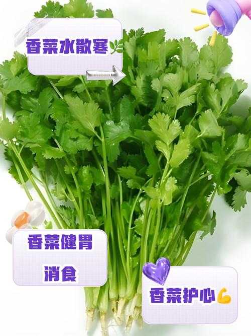 香菜煮水的功效与作用，香菜水的功效与作用，香菜煮水神奇功效