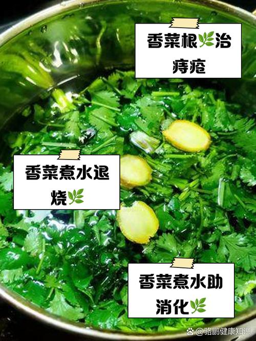 香菜煮水的功效与作用，香菜水的功效与作用，香菜煮水神奇功效-第7张图片-优品飞百科