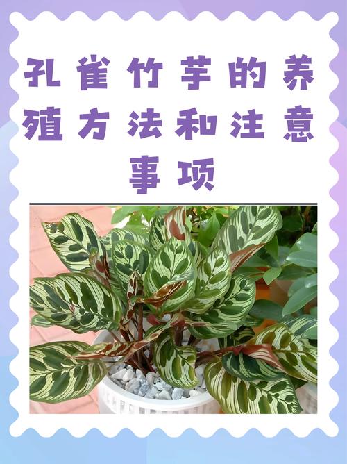 孔雀竹芋可以种在卧室吗？孔雀竹芋适合放家里吗？