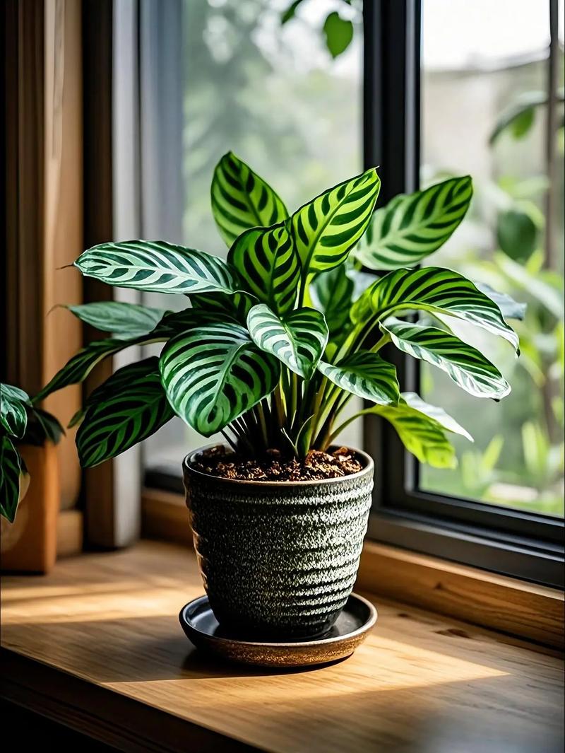 孔雀竹芋可以种在卧室吗？孔雀竹芋适合放家里吗？-第5张图片-优品飞百科