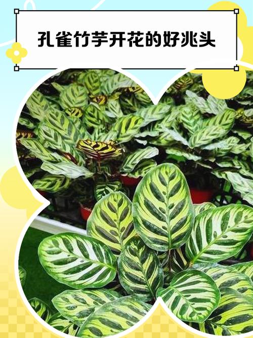 孔雀竹芋可以种在卧室吗？孔雀竹芋适合放家里吗？-第6张图片-优品飞百科