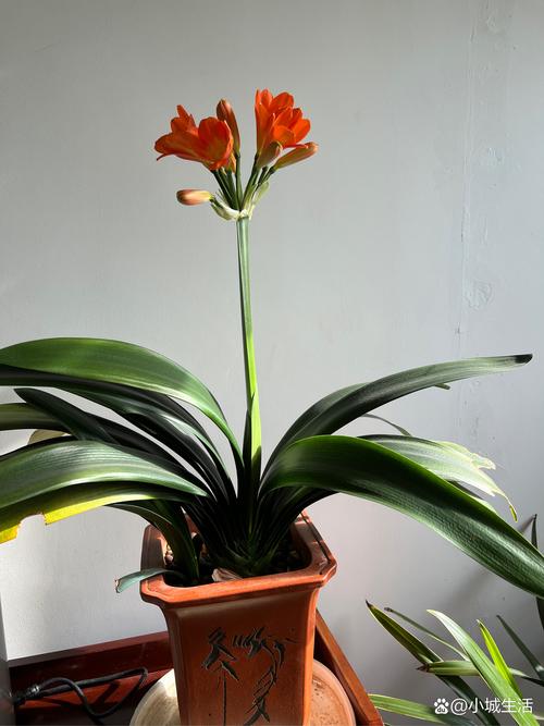 卧室可以放君子兰吗，卧室可以放君子兰吗风水好吗-第1张图片-优品飞百科