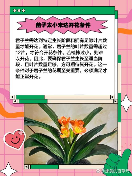 卧室可以放君子兰吗，卧室可以放君子兰吗风水好吗-第3张图片-优品飞百科