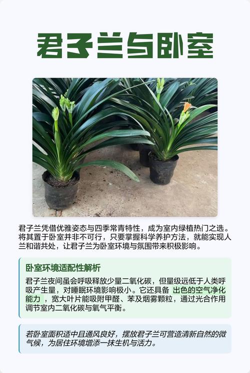 卧室可以放君子兰吗，卧室可以放君子兰吗风水好吗-第4张图片-优品飞百科