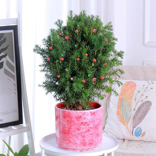 红豆杉可以放在卧室吗?红豆杉放室内好吗?-第1张图片-优品飞百科 红豆杉可以放在卧室吗?红豆杉放室内好吗?-第1张图片-优品飞百科