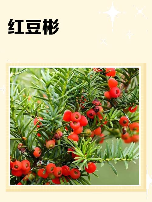 红豆杉可以放在卧室吗?红豆杉放室内好吗?-第2张图片-优品飞百科 红豆杉可以放在卧室吗?红豆杉放室内好吗?-第2张图片-优品飞百科