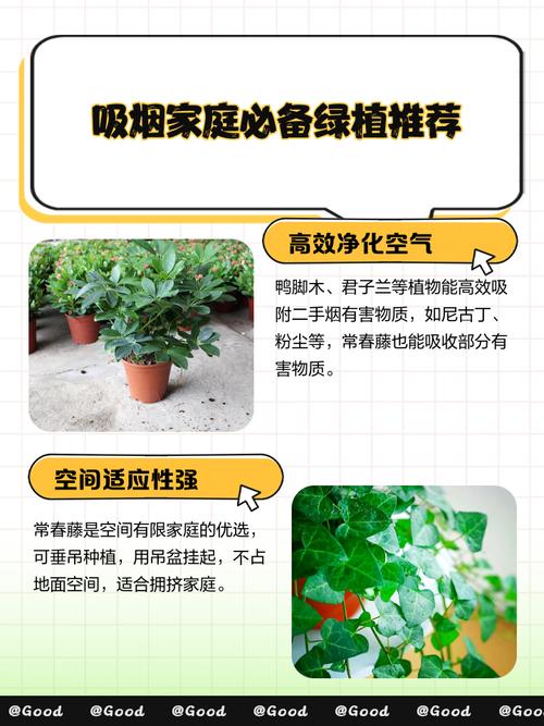2种植物一起种,净化空气效果倍增,种什么植物净化空气-第4张图片-优品飞百科 2种植物一起种,净化空气效果倍增,种什么植物净化空气-第4张图片-优品飞百科