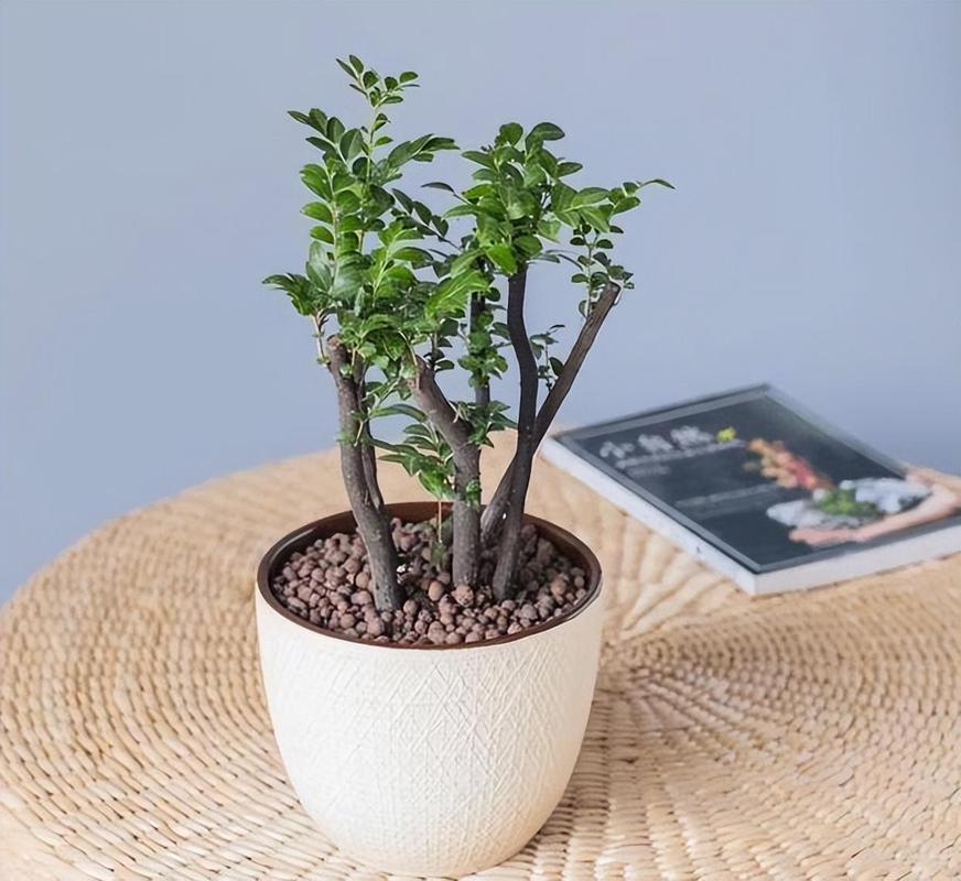 2种植物一起种,净化空气效果倍增,种什么植物净化空气-第5张图片-优品飞百科 2种植物一起种,净化空气效果倍增,种什么植物净化空气-第5张图片-优品飞百科