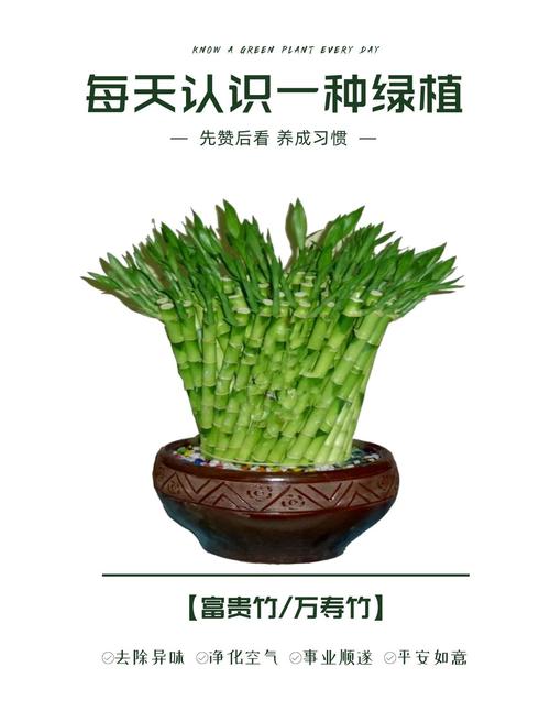 2种植物一起种,净化空气效果倍增,种什么植物净化空气-第6张图片-优品飞百科 2种植物一起种,净化空气效果倍增,种什么植物净化空气-第6张图片-优品飞百科