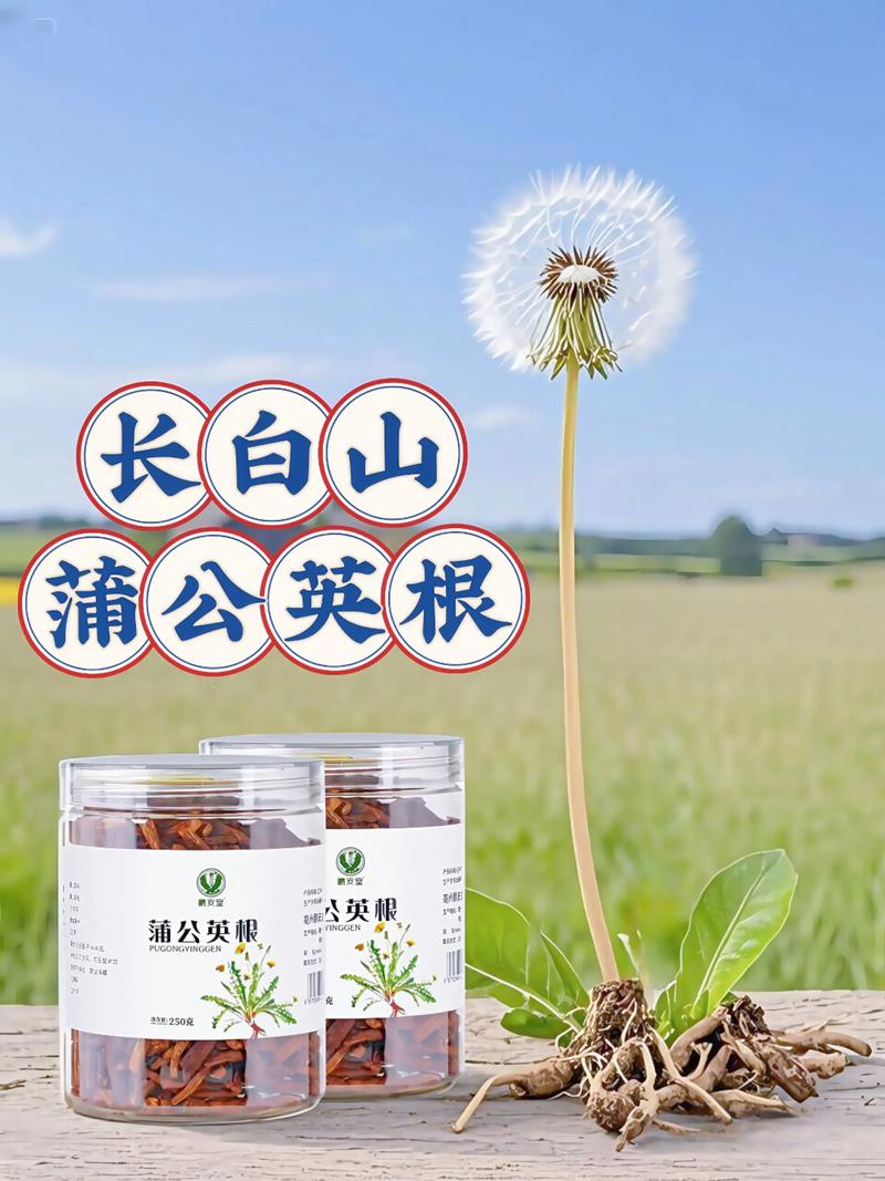 蒲公英根可以长期喝吗，蒲公英根多少钱一斤，蒲公英根儿多少钱一斤