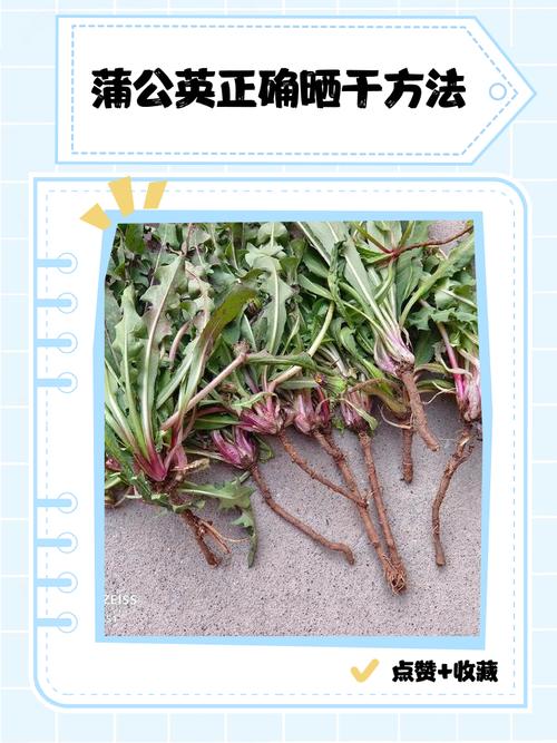 蒲公英根可以长期喝吗，蒲公英根多少钱一斤，蒲公英根儿多少钱一斤-第3张图片-优品飞百科