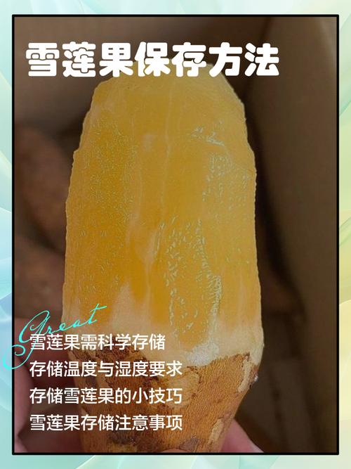 雪莲果怎么保存，长期保存方法有吗，雪莲果如何保存?-第4张图片-优品飞百科