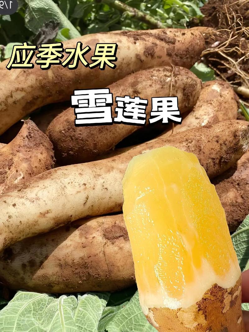 雪莲果怎么保存，长期保存方法有吗，雪莲果如何保存?-第8张图片-优品飞百科