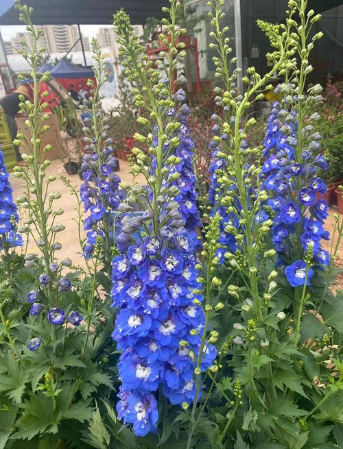 飞燕草有毒吗，飞燕草有毒吗可以放在室内吗-第1张图片-优品飞百科