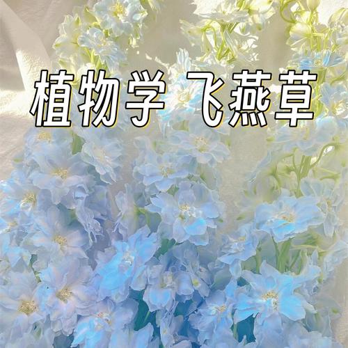 飞燕草有毒吗，飞燕草有毒吗可以放在室内吗-第2张图片-优品飞百科