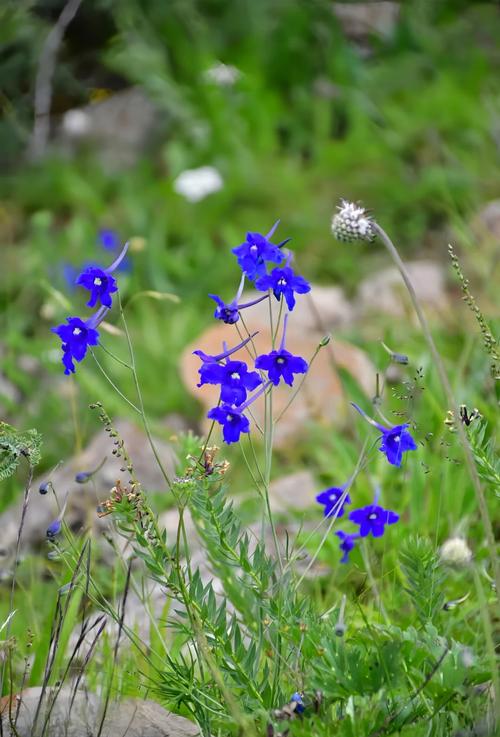 飞燕草有毒吗，飞燕草有毒吗可以放在室内吗-第3张图片-优品飞百科
