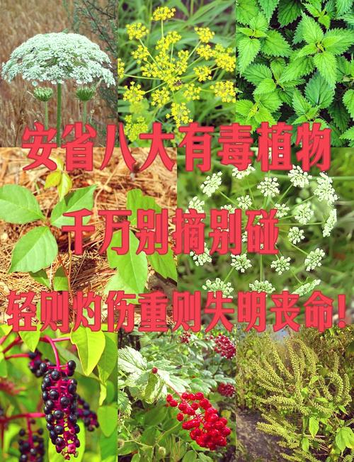飞燕草有毒吗，飞燕草有毒吗可以放在室内吗-第4张图片-优品飞百科