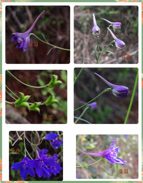 飞燕草有毒吗，飞燕草有毒吗可以放在室内吗-第5张图片-优品飞百科