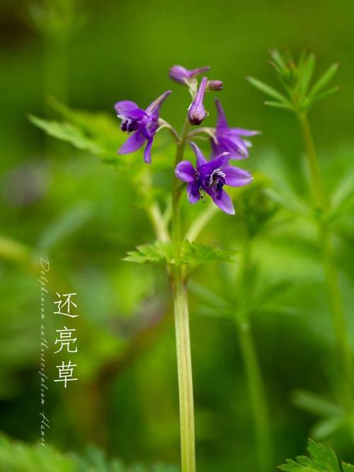 飞燕草有毒吗，飞燕草有毒吗可以放在室内吗-第6张图片-优品飞百科