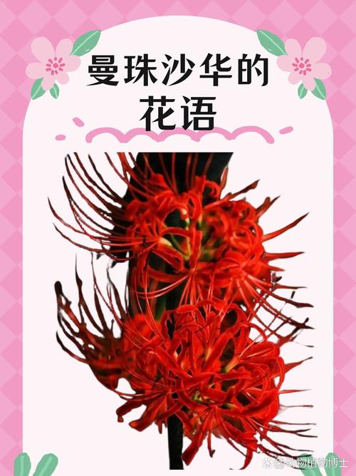 曼珠沙华的花语，曼珠沙华的花语诗句？