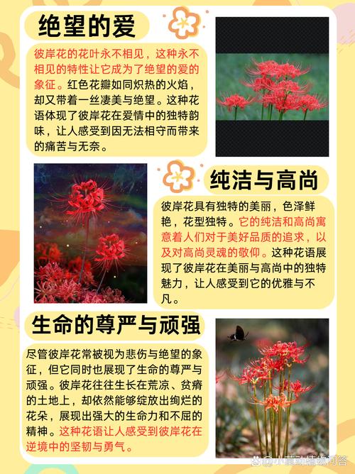 曼珠沙华的花语，曼珠沙华的花语诗句？-第3张图片-优品飞百科
