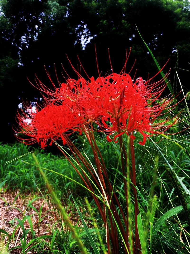 曼珠沙华的花语，曼珠沙华的花语诗句？-第6张图片-优品飞百科