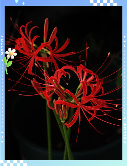 曼珠沙华的花语，曼珠沙华的花语诗句？-第7张图片-优品飞百科