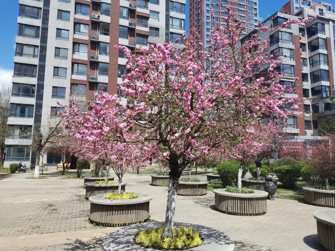 沈阳适合养什么花，市花和市树是什么，适合沈阳种的观赏树