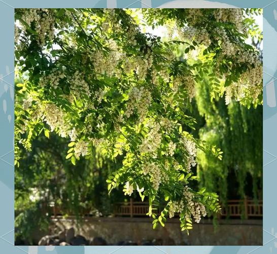 沈阳适合养什么花，市花和市树是什么，适合沈阳种的观赏树-第2张图片-优品飞百科