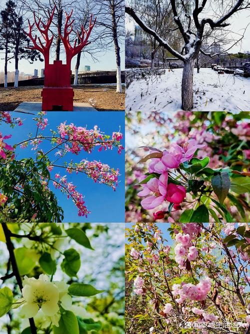 沈阳适合养什么花，市花和市树是什么，适合沈阳种的观赏树-第4张图片-优品飞百科
