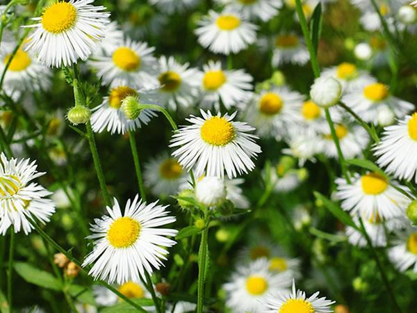 矢车菊和洋甘菊的区别，矢车菊食用-第2张图片-优品飞百科