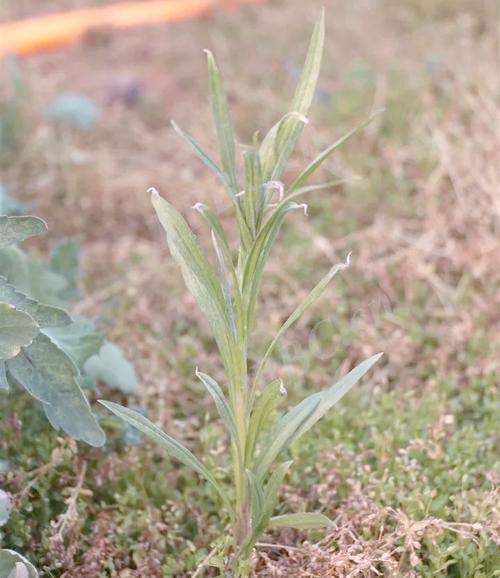 矢车菊和洋甘菊的区别，矢车菊食用-第3张图片-优品飞百科