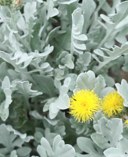 矢车菊和洋甘菊的区别，矢车菊食用-第4张图片-优品飞百科