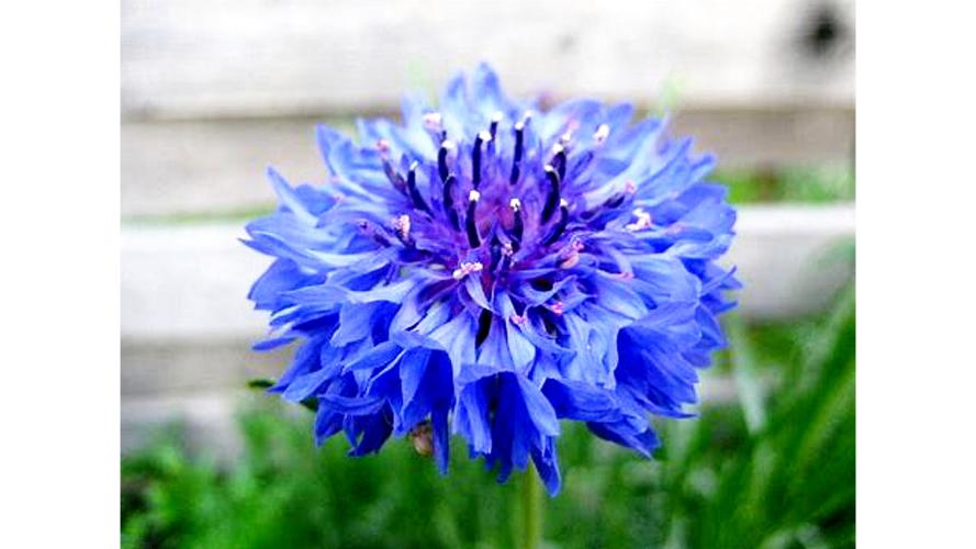 矢车菊和洋甘菊的区别，矢车菊食用-第5张图片-优品飞百科