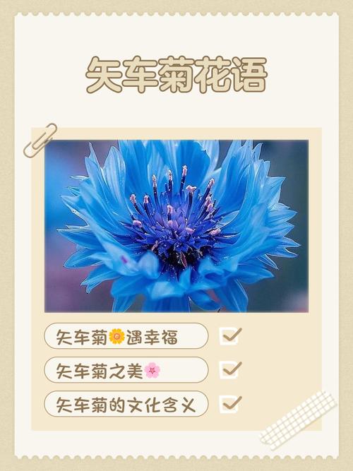 矢车菊和洋甘菊的区别，矢车菊食用-第6张图片-优品飞百科