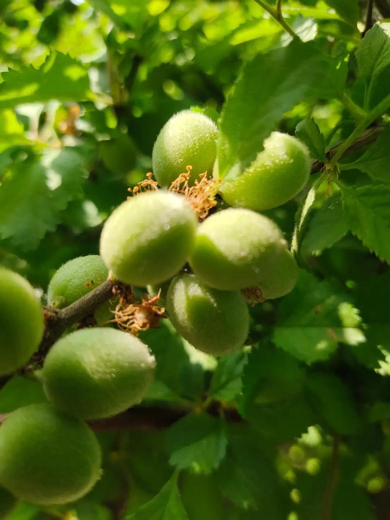 榆叶梅的果实可以吃吗？榆叶梅的果实可以吃吗视频？-第1张图片-优品飞百科