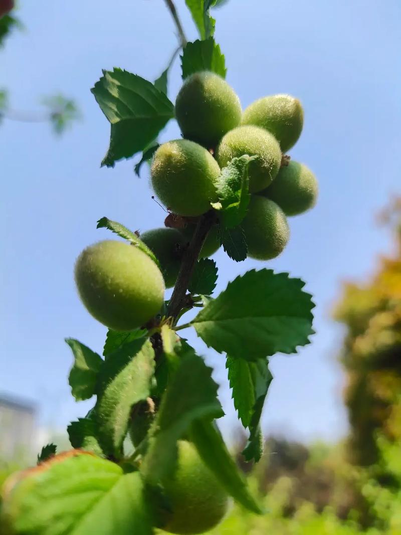 榆叶梅的果实可以吃吗？榆叶梅的果实可以吃吗视频？-第2张图片-优品飞百科