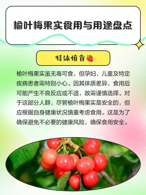 榆叶梅的果实可以吃吗？榆叶梅的果实可以吃吗视频？-第3张图片-优品飞百科