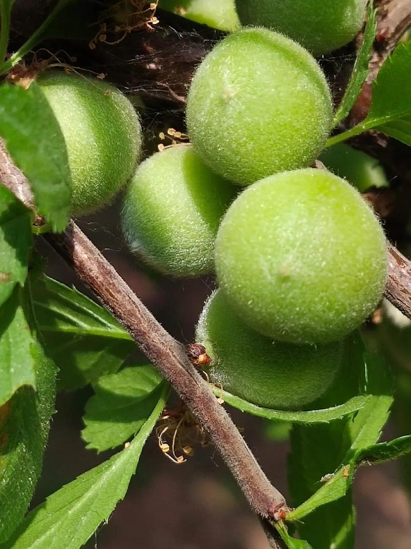 榆叶梅的果实可以吃吗？榆叶梅的果实可以吃吗视频？-第6张图片-优品飞百科