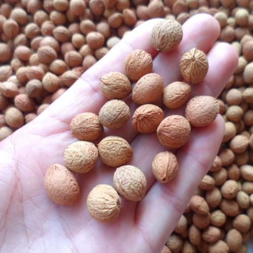 榆叶梅的果实可以吃吗？榆叶梅的果实可以吃吗视频？-第8张图片-优品飞百科