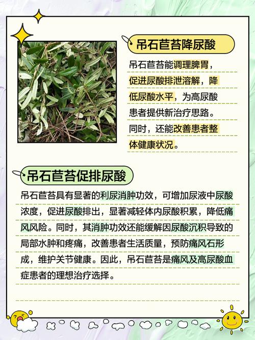 石吊兰的功效与作用？石吊兰的功效与作用及食用方法？