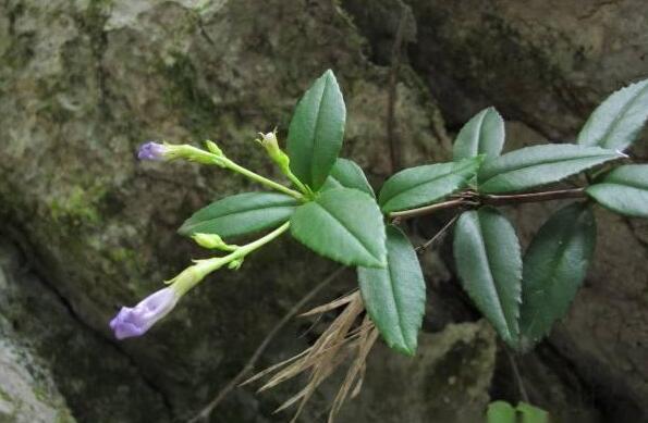 石吊兰的功效与作用？石吊兰的功效与作用及食用方法？-第2张图片-优品飞百科